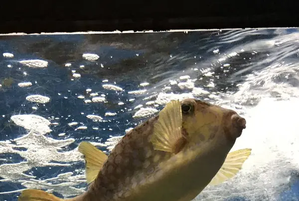 京都大学白浜水族館の写真・動画_image_303909