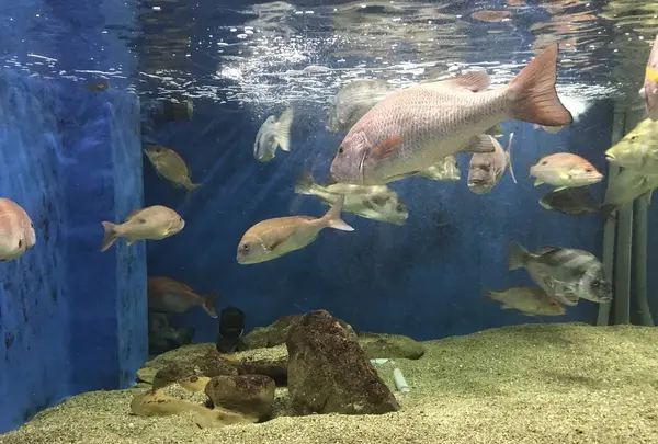 京都大学白浜水族館の写真・動画_image_303910