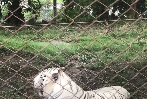 アドベンチャーワールドの写真・動画_image_303928