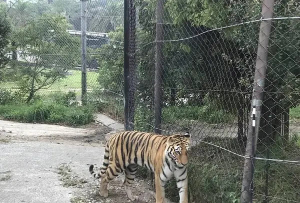 アドベンチャーワールドの写真・動画_image_303933