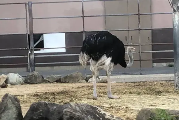 アドベンチャーワールドの写真・動画_image_303934