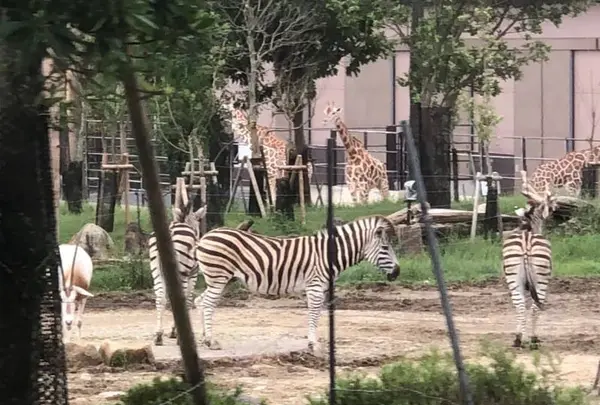 アドベンチャーワールドの写真・動画_image_303935