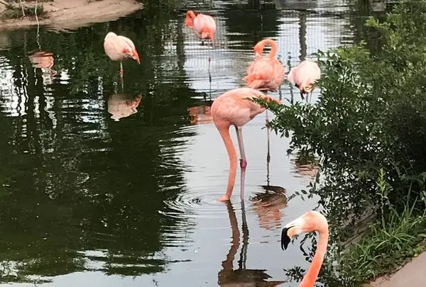 アドベンチャーワールドの写真・動画_image_303954