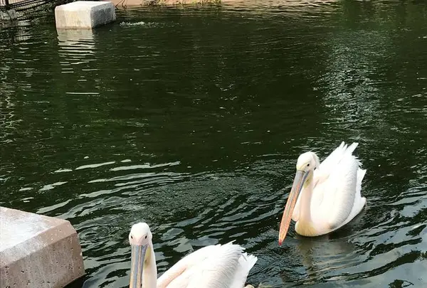 アドベンチャーワールドの写真・動画_image_303955