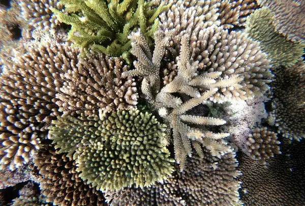 吉田サバニ造船（久宇良サバニツアー）の写真・動画_image_304369