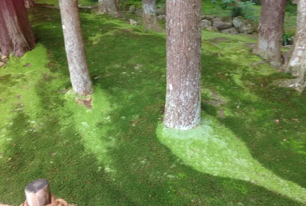 苔
