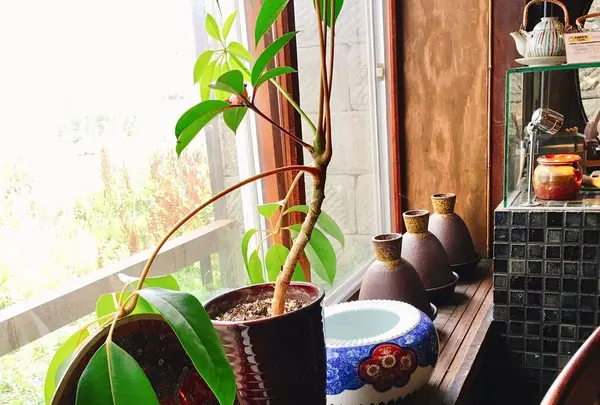 かまだ茶寮 円山の写真・動画_image_304497