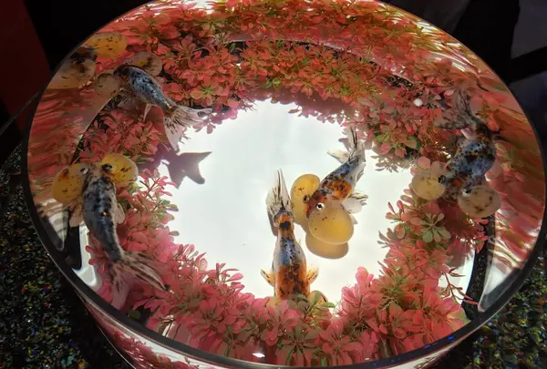 【閉業】アートアクアリウムの写真・動画_image_304815