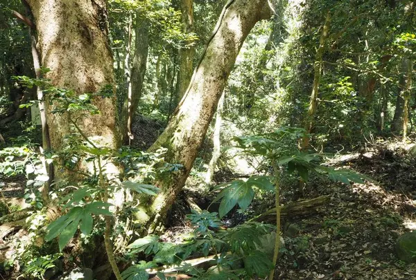 能登國一宮 気多大社の写真・動画_image_305678