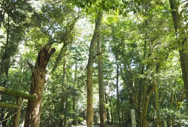 能登國一宮 気多大社の写真・動画_image_305680