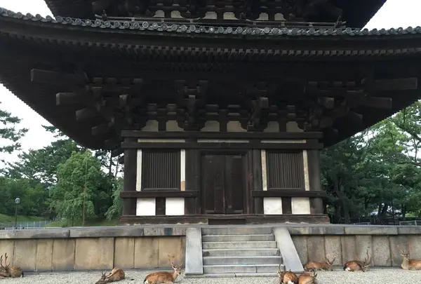興福寺五重塔の写真・動画_image_306906