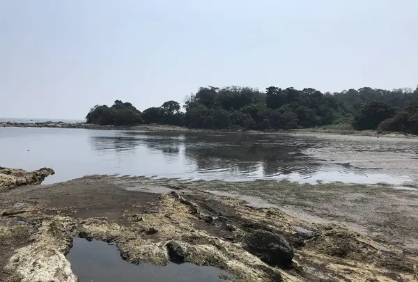 江奈湾干潟の写真・動画_image_307152