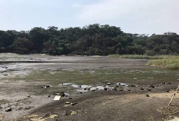 江奈湾干潟の写真・動画_image_307153