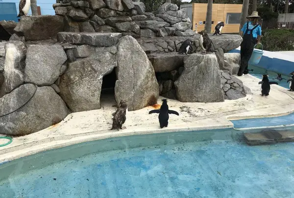 【閉業】京急油壺マリンパークの写真・動画_image_307213