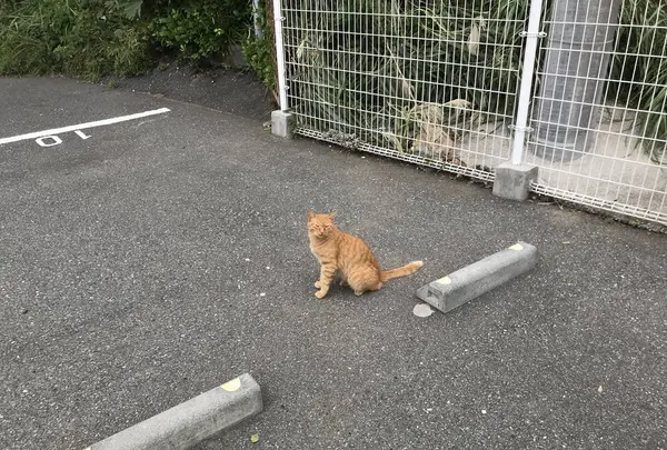 城ケ島の写真・動画_image_307277