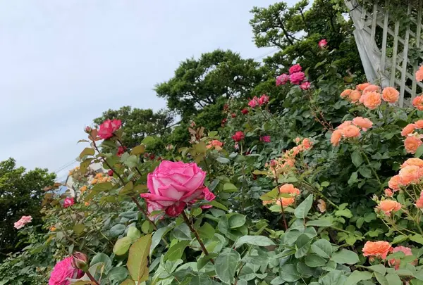 函館市旧イギリス領事館の写真・動画_image_308388