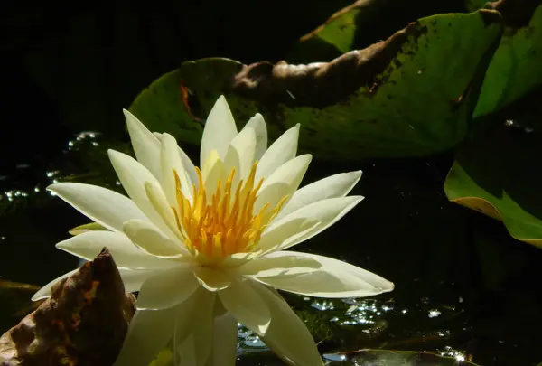 神戸市立須磨離宮公園の写真・動画_image_308769