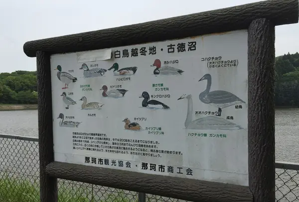 白鳥の他にも