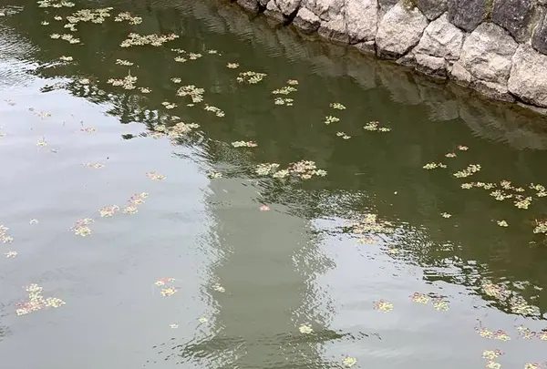 五稜郭公園の写真・動画_image_309055