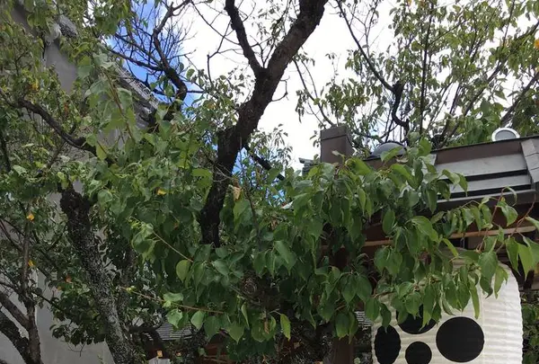 北野天満宮の写真・動画_image_309188