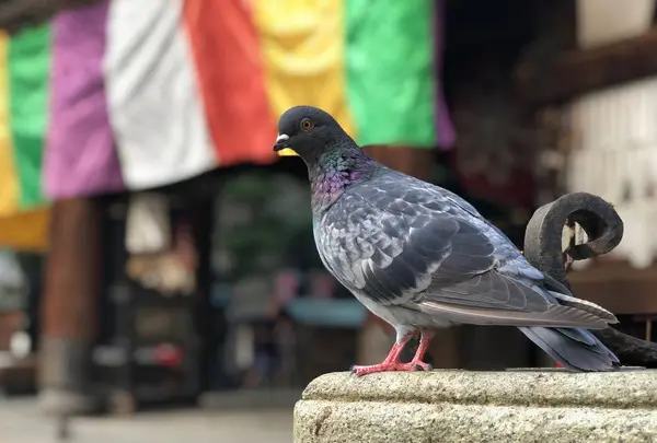 六角堂の写真・動画_image_309239
