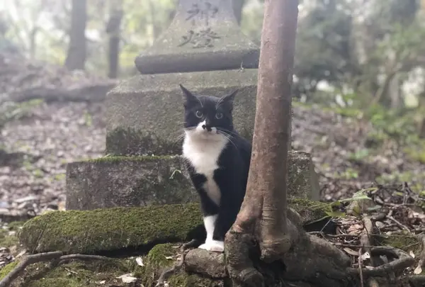 伏見稲荷大社の写真・動画_image_309244