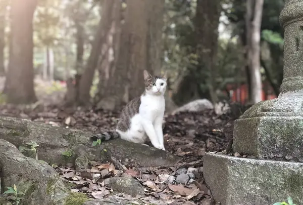 伏見稲荷大社の写真・動画_image_309245