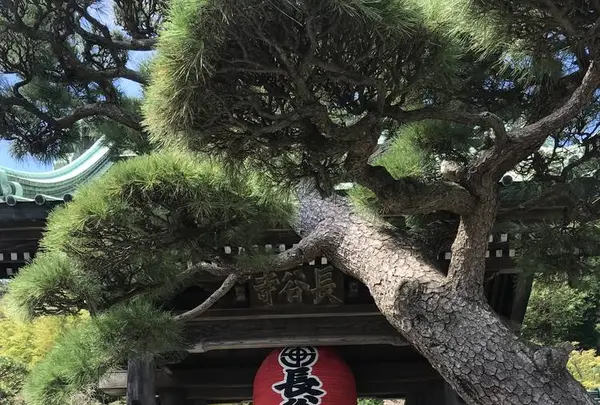 長谷寺の写真・動画_image_309653