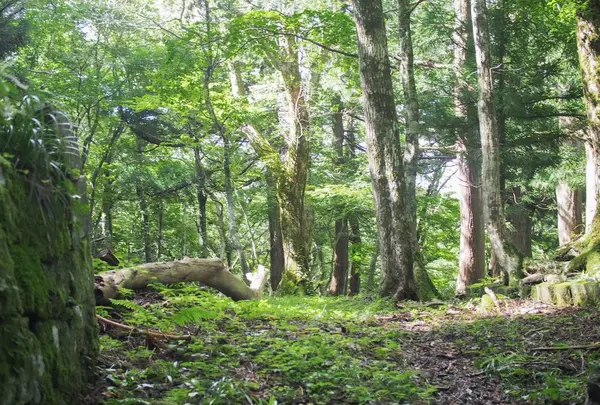 大山の写真・動画_image_310022