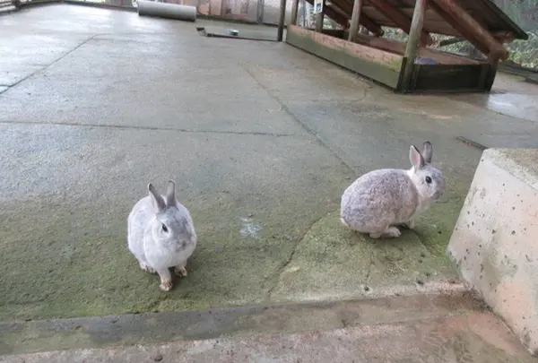 兵庫県立但馬牧場公園の写真・動画_image_310709