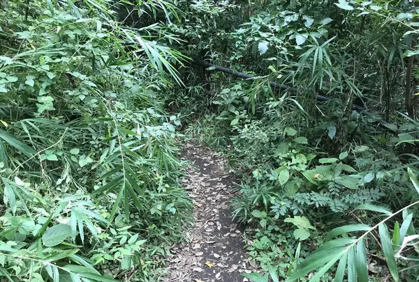 陣ケ下渓谷公園の写真・動画_image_310881