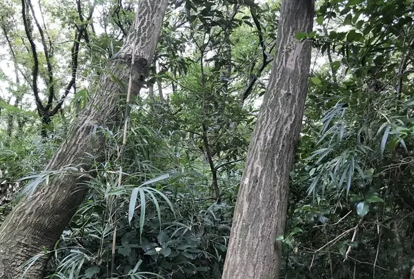 陣ケ下渓谷公園の写真・動画_image_310903
