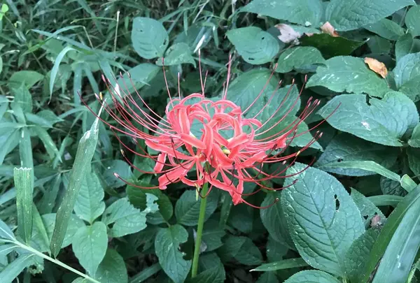 陣ケ下渓谷公園の写真・動画_image_310991