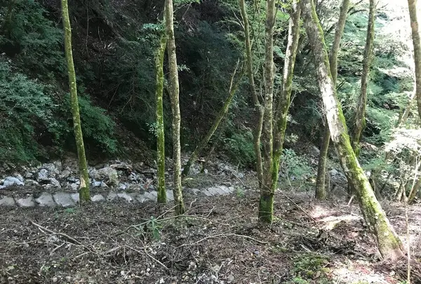 旧天城トンネルの写真・動画_image_311088