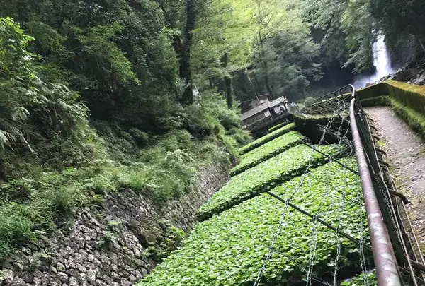 浄蓮の滝の写真・動画_image_311106