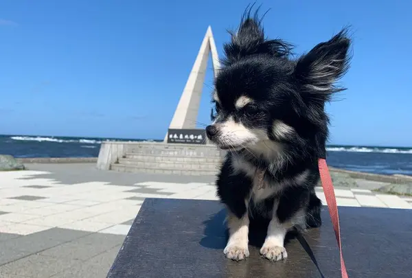 宗谷岬