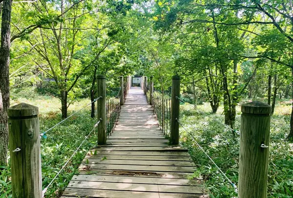 釧路市湿原展望台の写真・動画_image_311152