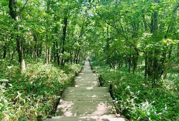 釧路市湿原展望台の写真・動画_image_311153