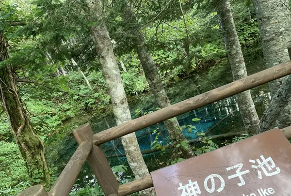 神の子池の写真・動画_image_311160