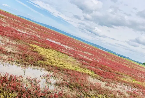 能取湖のサンゴ草群落の写真・動画_image_311175