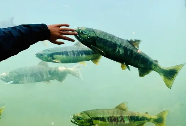 標津サーモン科学館の写真・動画_image_311443