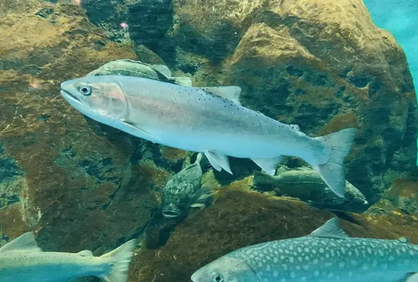 標津サーモン科学館の写真・動画_image_311445