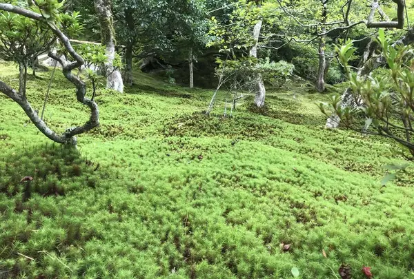 銀閣寺(東山慈照寺)の写真・動画_image_312203