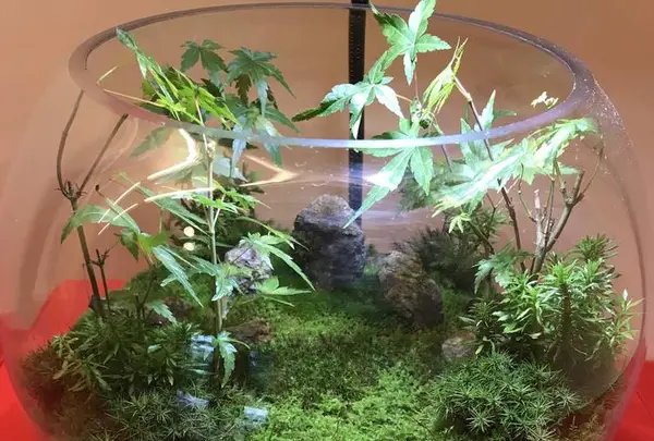 建仁寺の写真・動画_image_312245