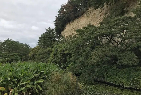 本牧市民公園の写真・動画_image_313259