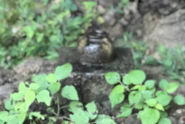斎場御嶽の写真・動画_image_313335
