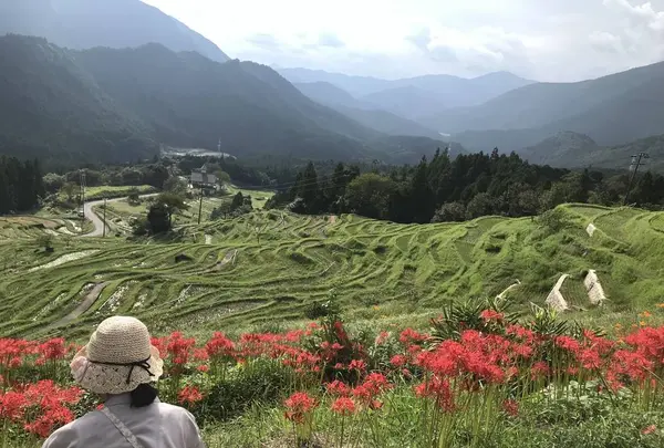 丸山千枚田の写真・動画_image_313558