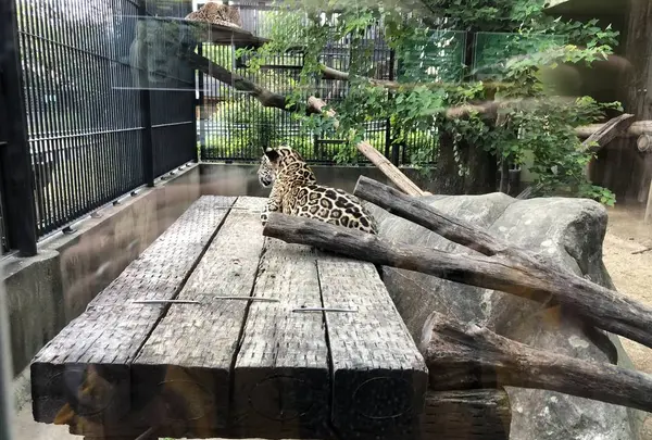 わんぱーくこうちの写真・動画_image_313721