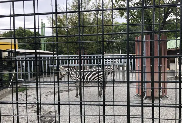 わんぱーくこうちの写真・動画_image_313723