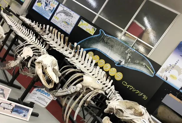 桂浜水族館の写真・動画_image_313731